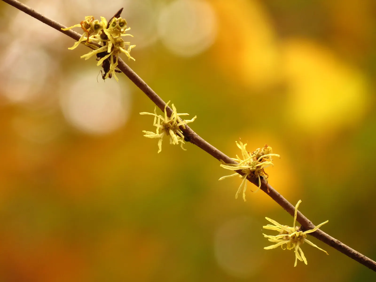 American Witch Hazel (Hamamelis Virginiana) — is a captivating deciduous shrub or small tree
