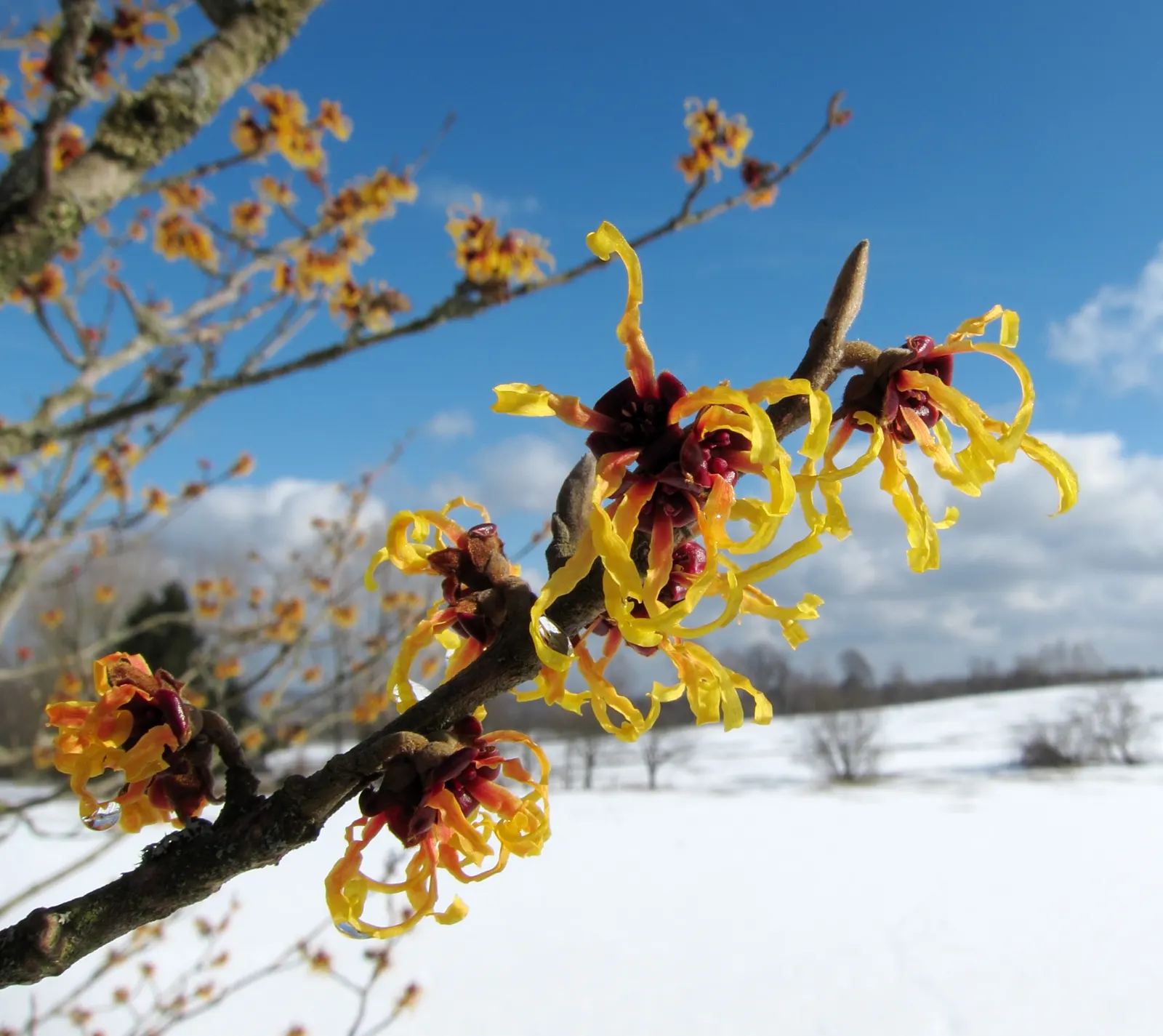 American Witch Hazel (Hamamelis Virginiana) — Thriving in USDA zones 3-8