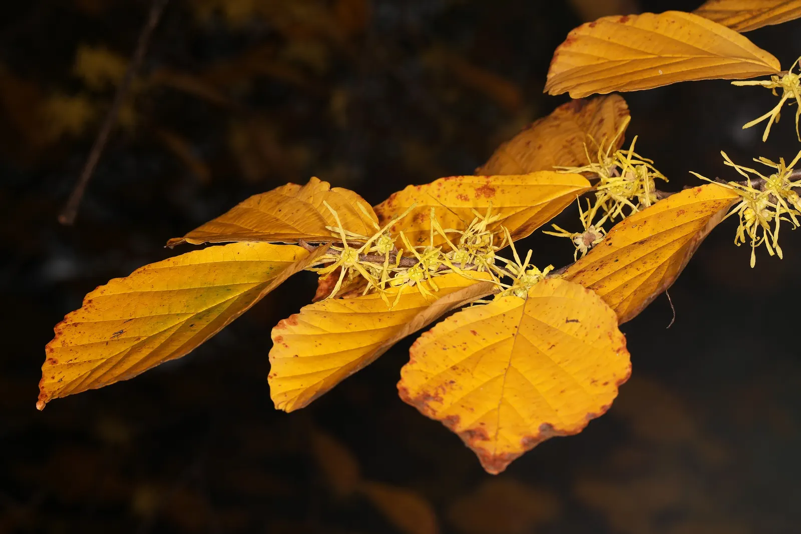 American Witch Hazel (Hamamelis Virginiana) — scientifically termed Hamamelis virginiana