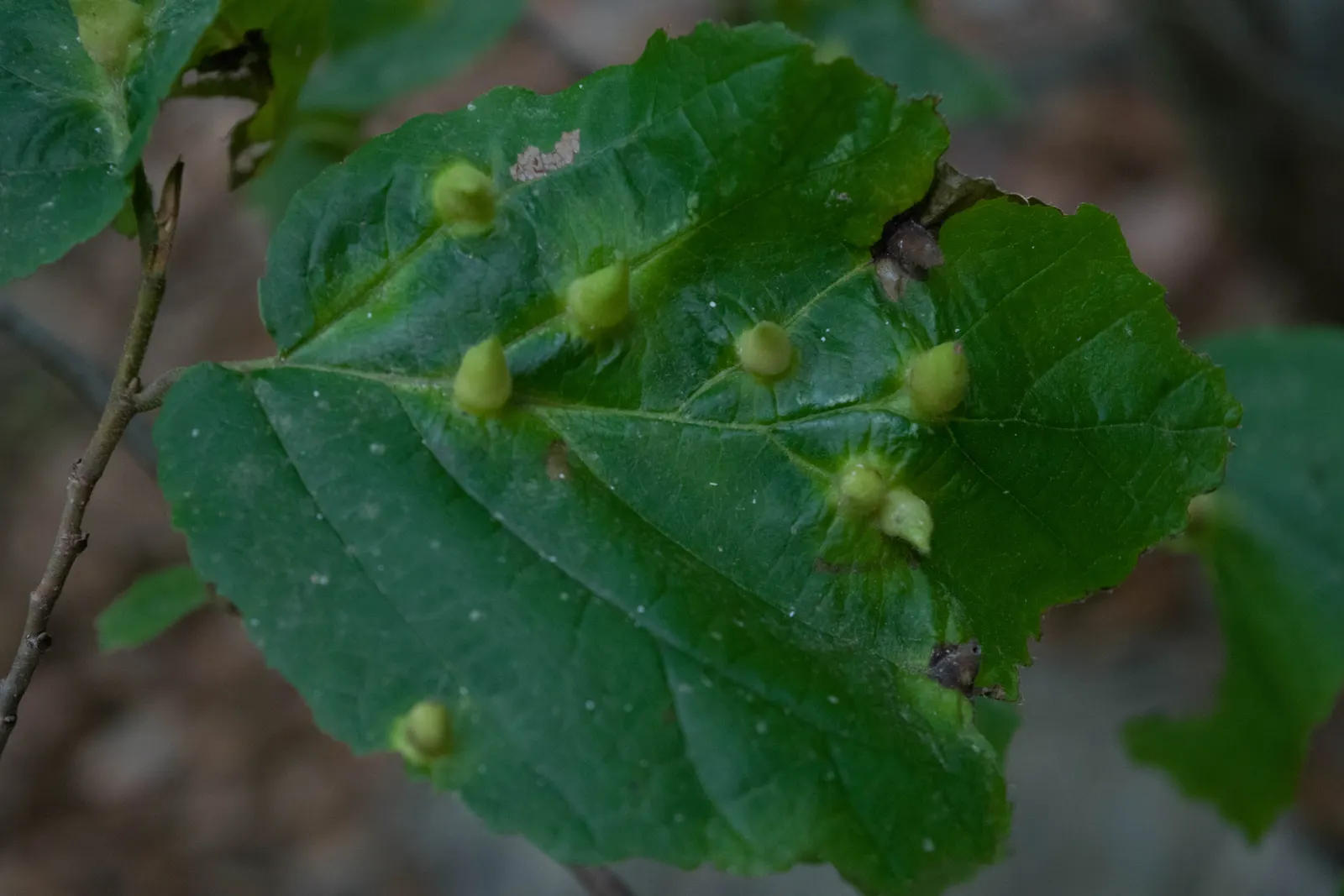 American Witch Hazel (Hamamelis Virginiana) — American Witch Hazel (Hamamelis virginiana) is a deciduous shrub