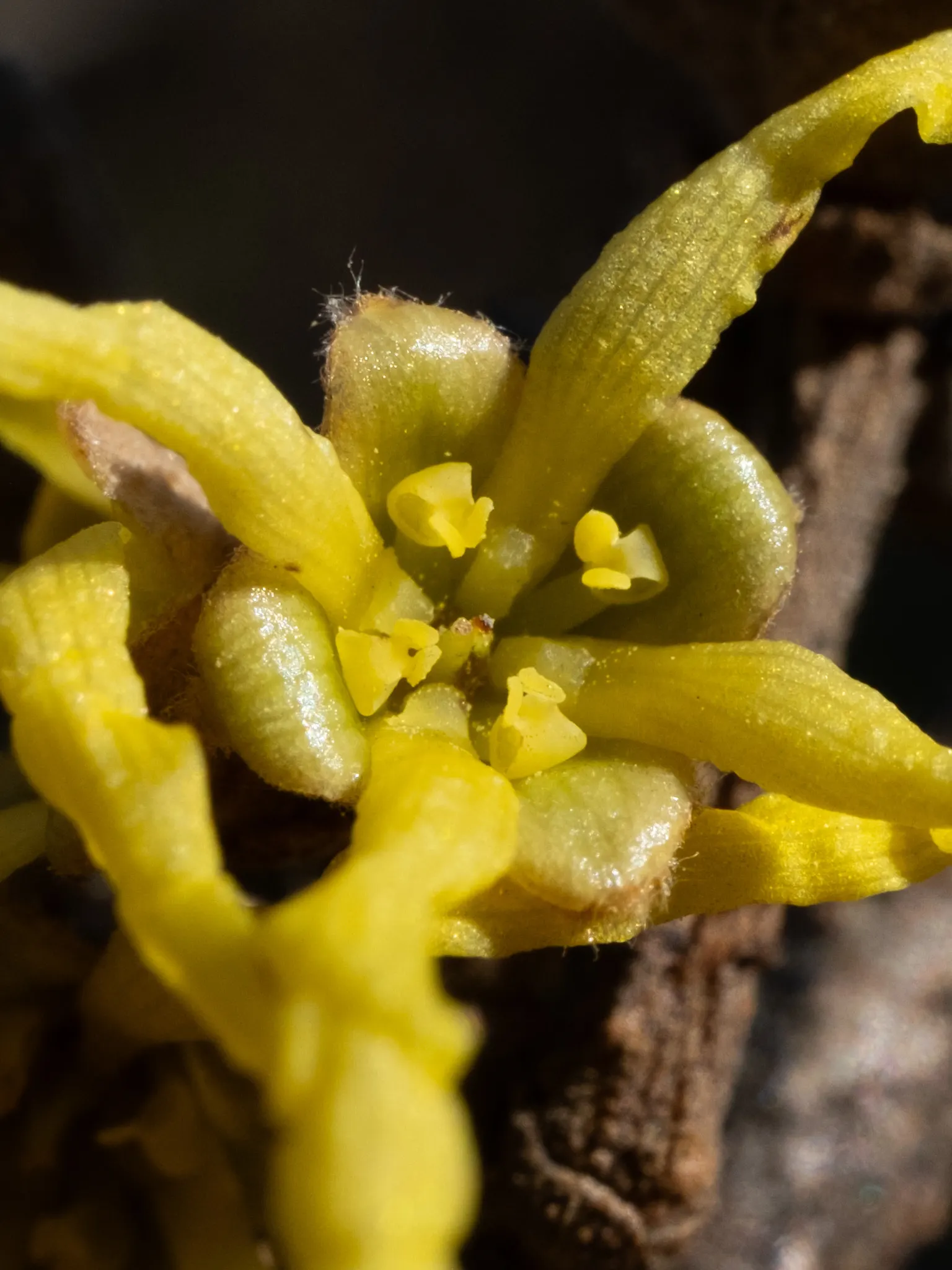 American Witch Hazel (Hamamelis Virginiana) — native to the eastern United States