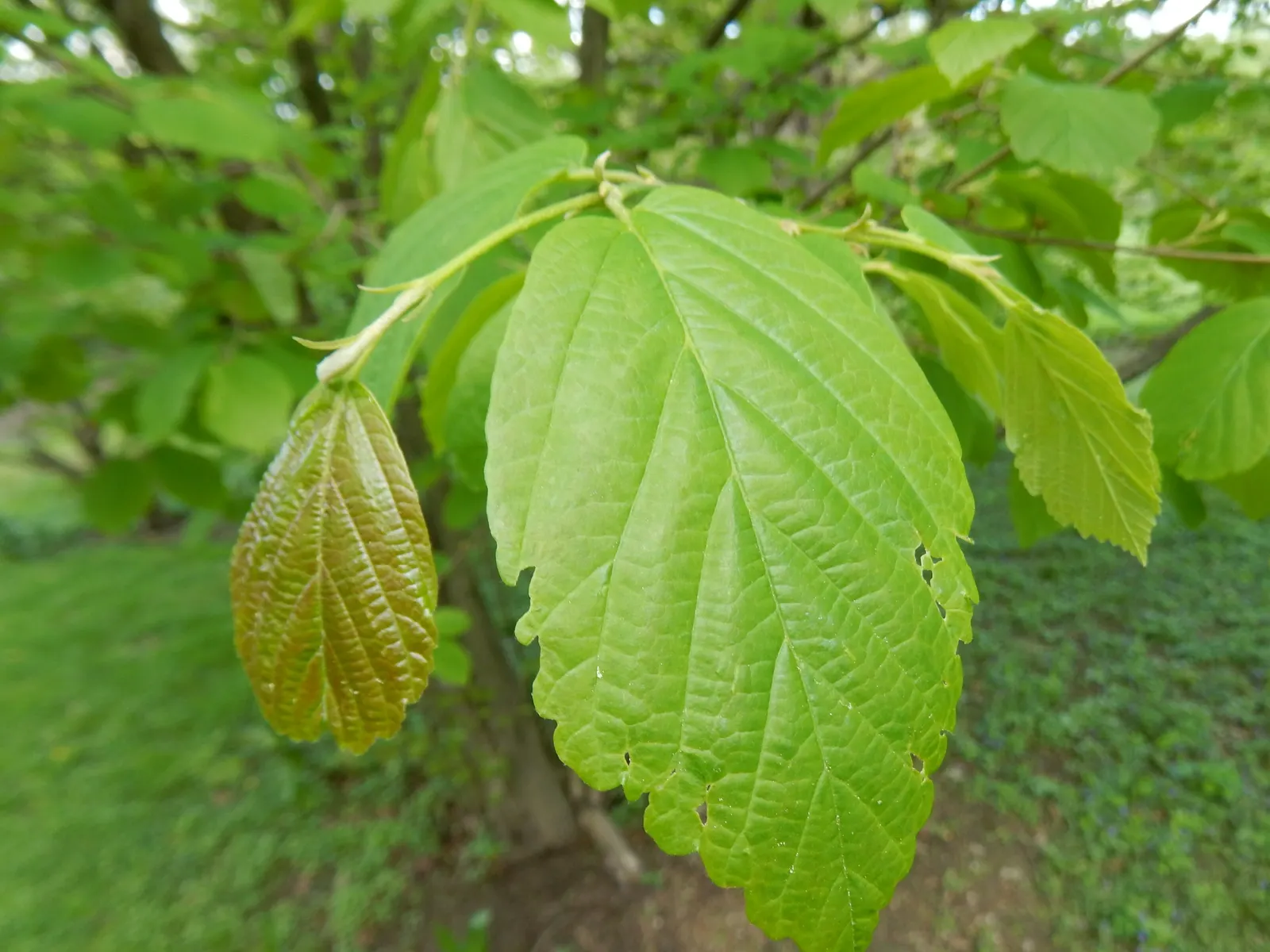 American Witch Hazel (Hamamelis Virginiana) — noteworthy for its distinct