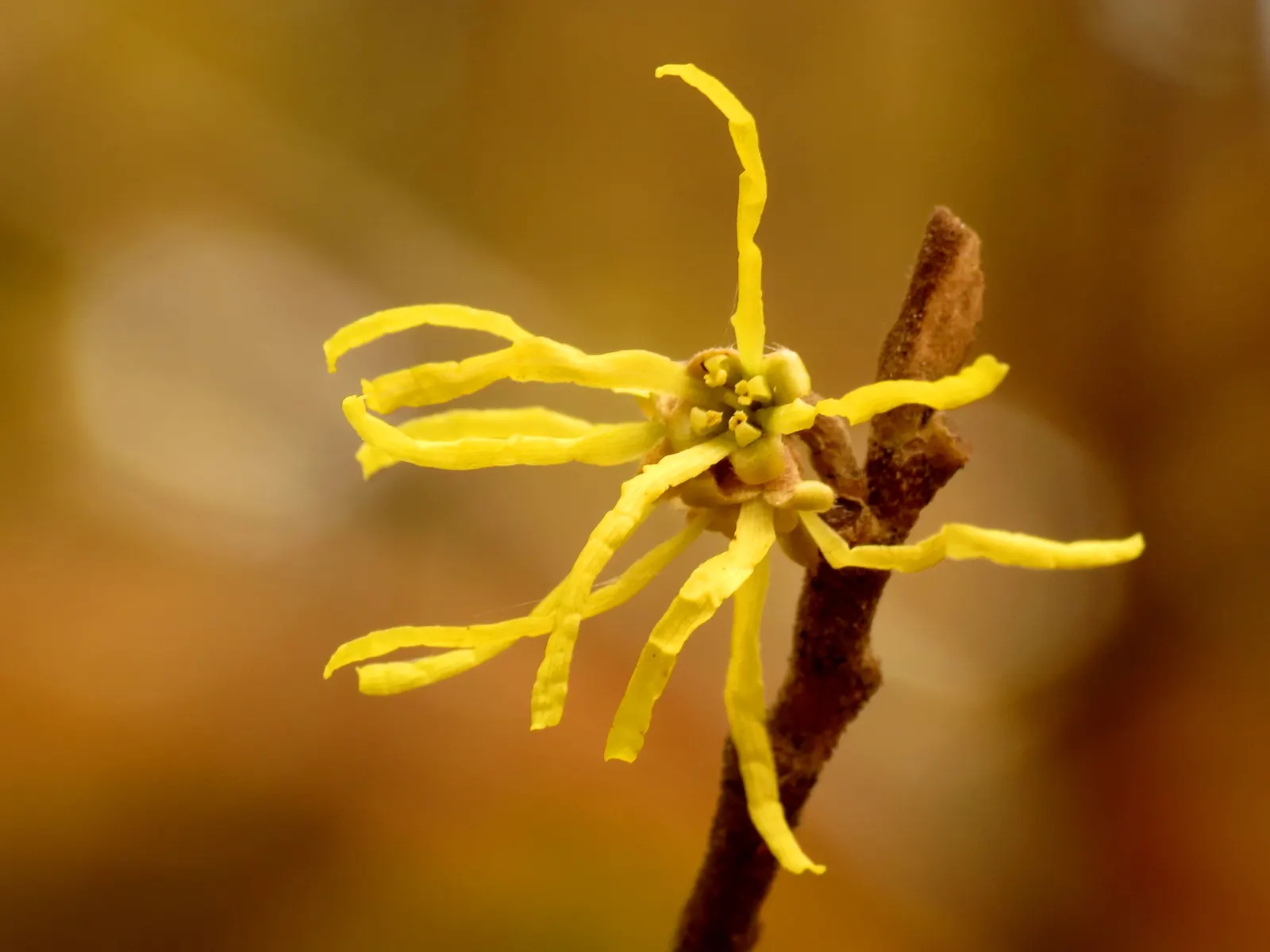 American Witch Hazel (Hamamelis Virginiana) — Ideal for naturalistic plantings and provides winter interest with its ribbon-like flowers and seed capsules