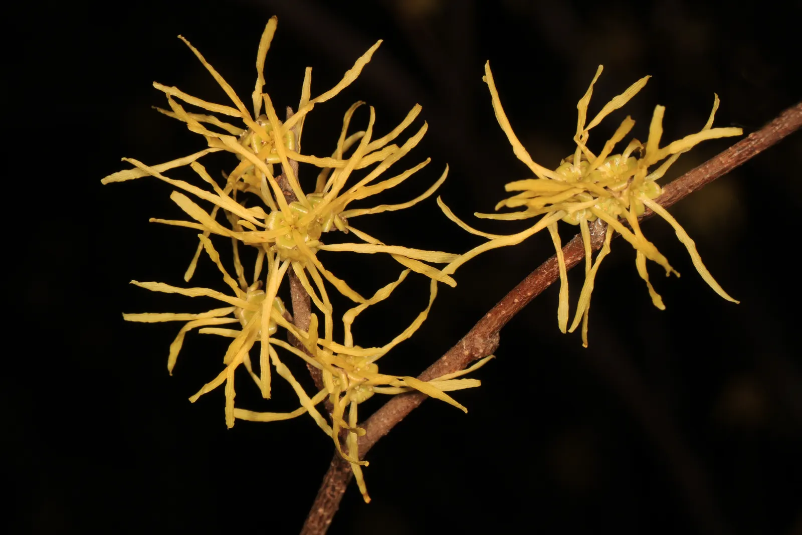 American Witch Hazel (Hamamelis Virginiana) — Prefers partial shade to full sun and moist, acidic soil