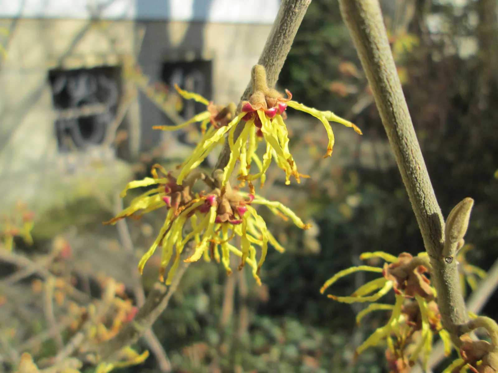 American Witch Hazel (Hamamelis Virginiana) — it reaches 15-20 feet in height and spreads equally wide