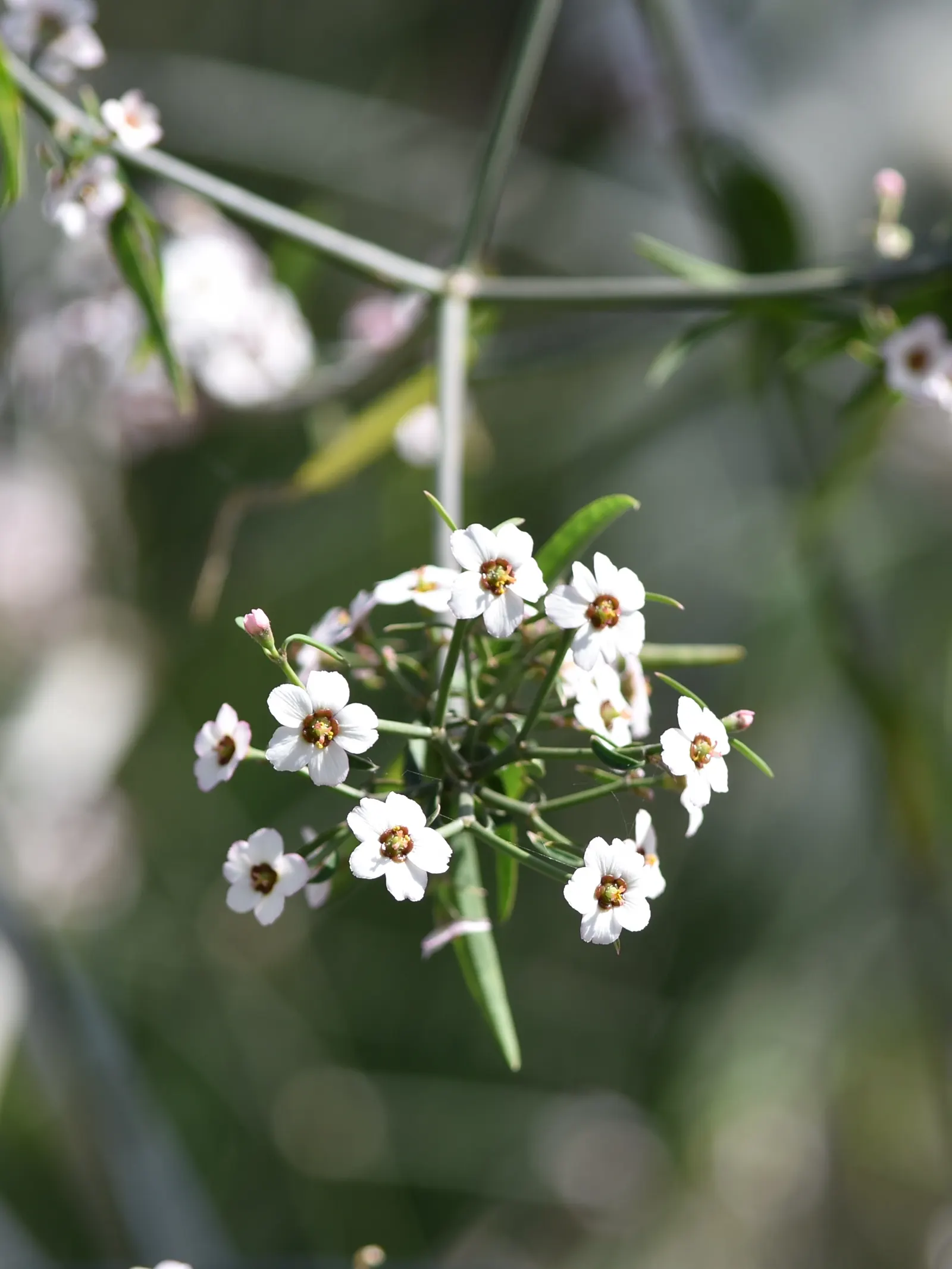 Baja Spurge (Euphorbia Xantii) — Euphorbia xantii, or Baja Spurge, is a perennial succulent native to Baja California