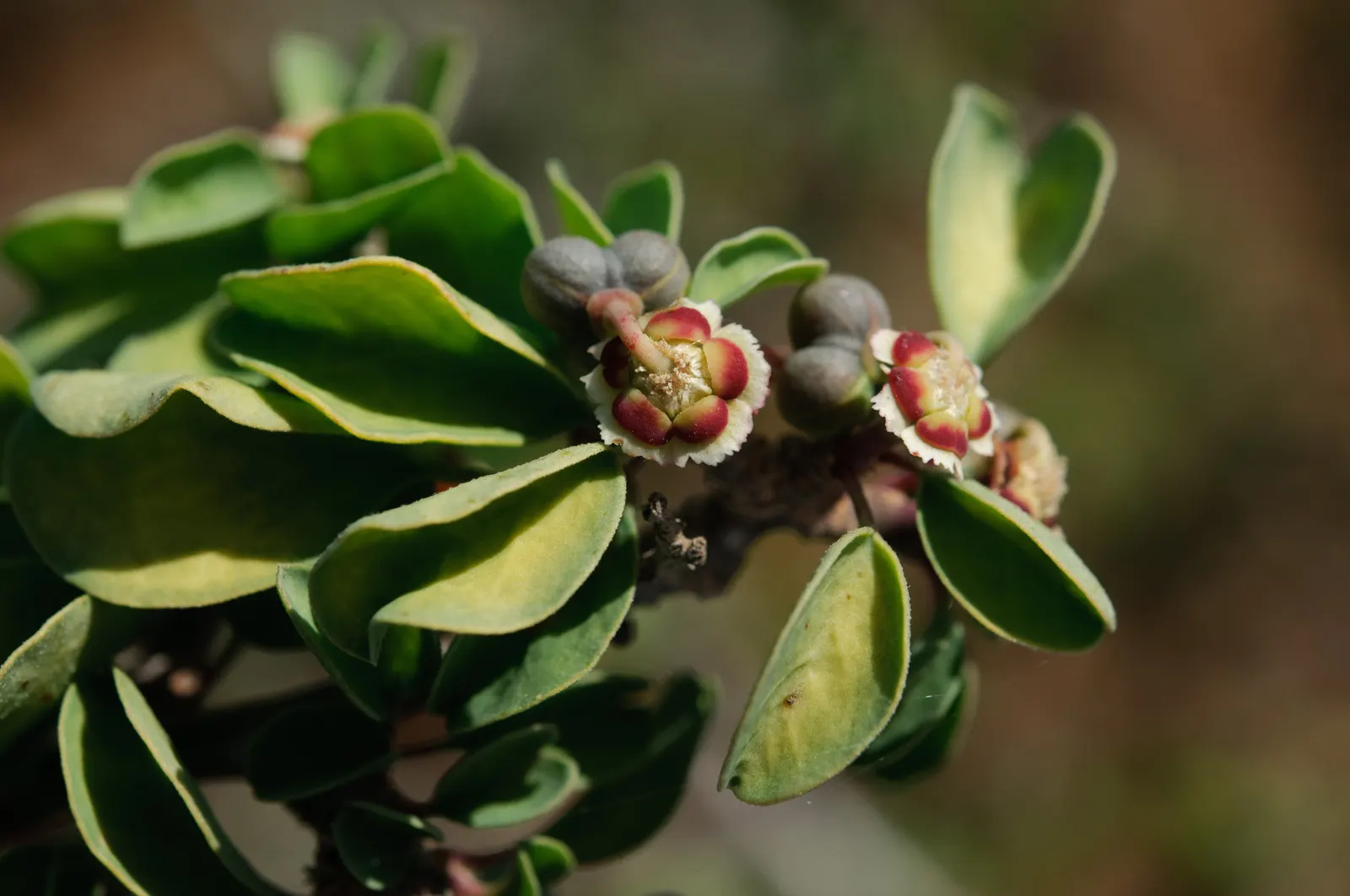 Baja Spurge (Euphorbia Xantii) — It features compact rosettes of fleshy