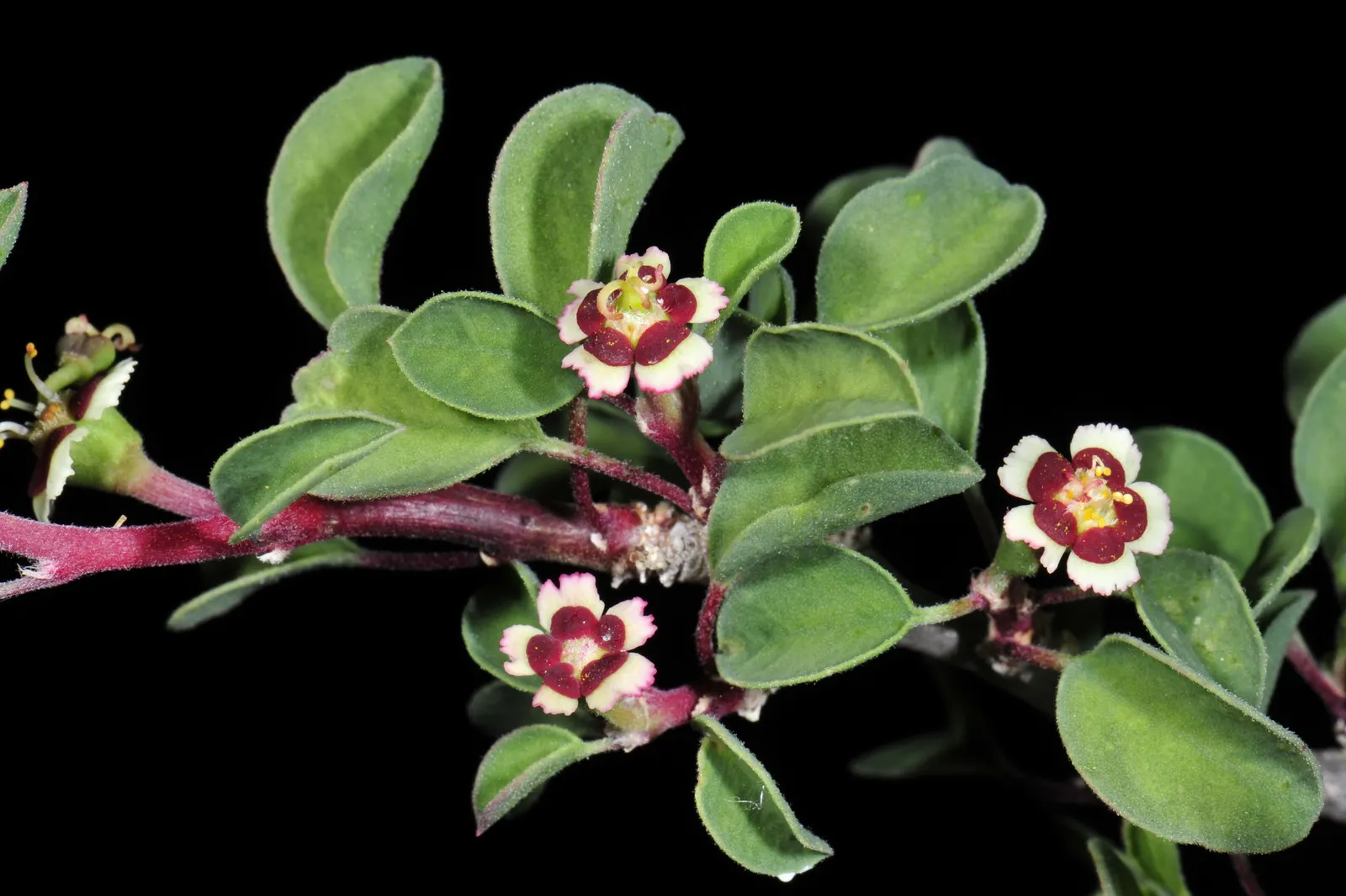 Baja Spurge (Euphorbia Xantii) — inconspicuous yellow flowers in spring