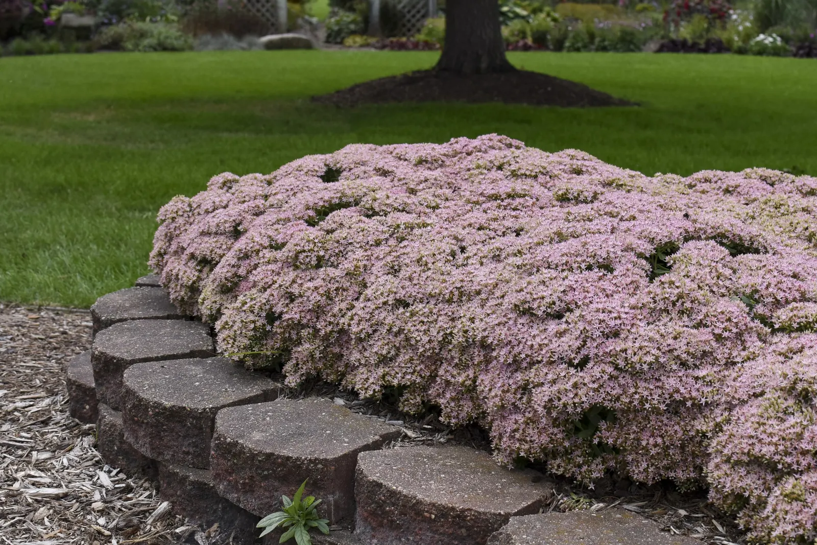 'Pure Joy' Stonecrop (Sedum hybrid) — Proven Winners - Rock 'N Round® 'Pure Joy' - Stonecrop - Sedum hybrid pink plant details