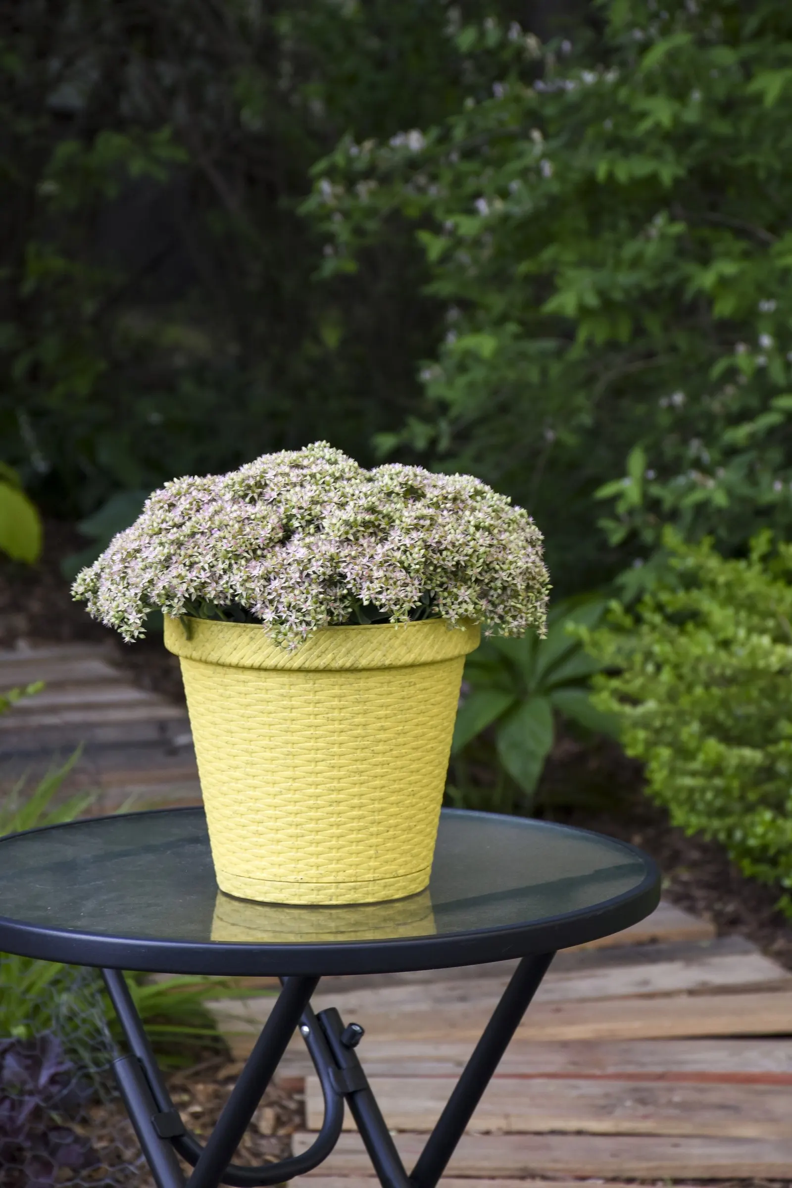'Pure Joy' Stonecrop (Sedum hybrid) — information and resources