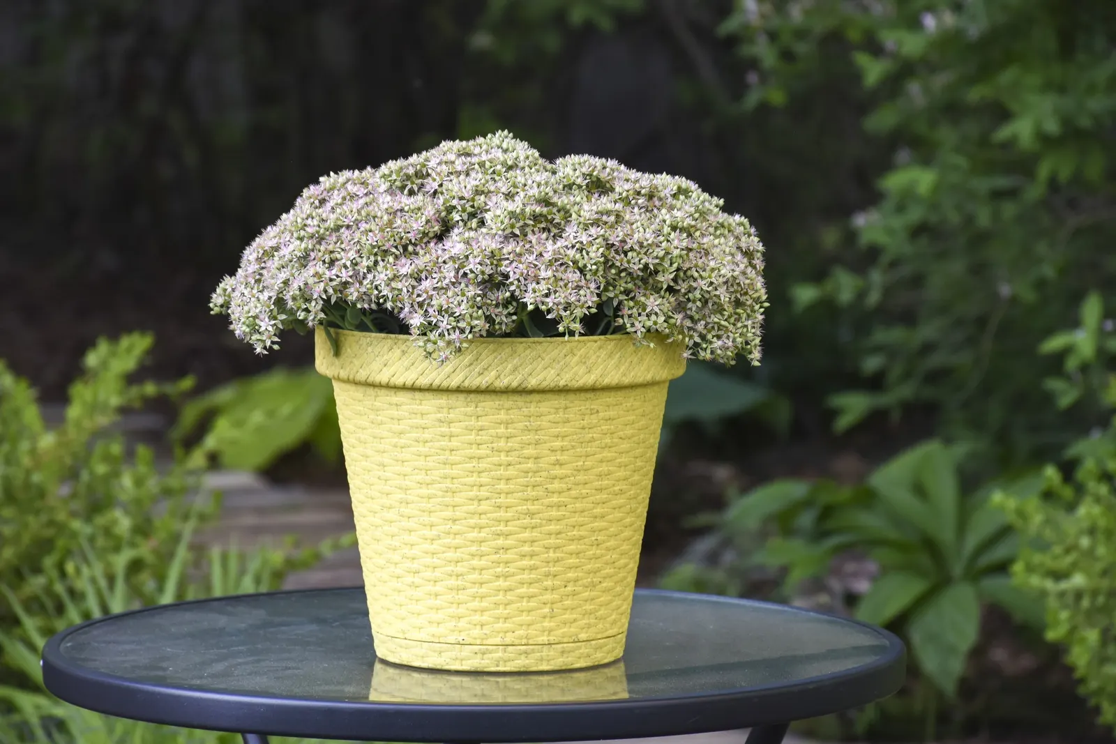 'Pure Joy' Stonecrop (Sedum hybrid) — Light green leaves become covered in a dome of bubblegum pink flowers followed by pretty seed heads.