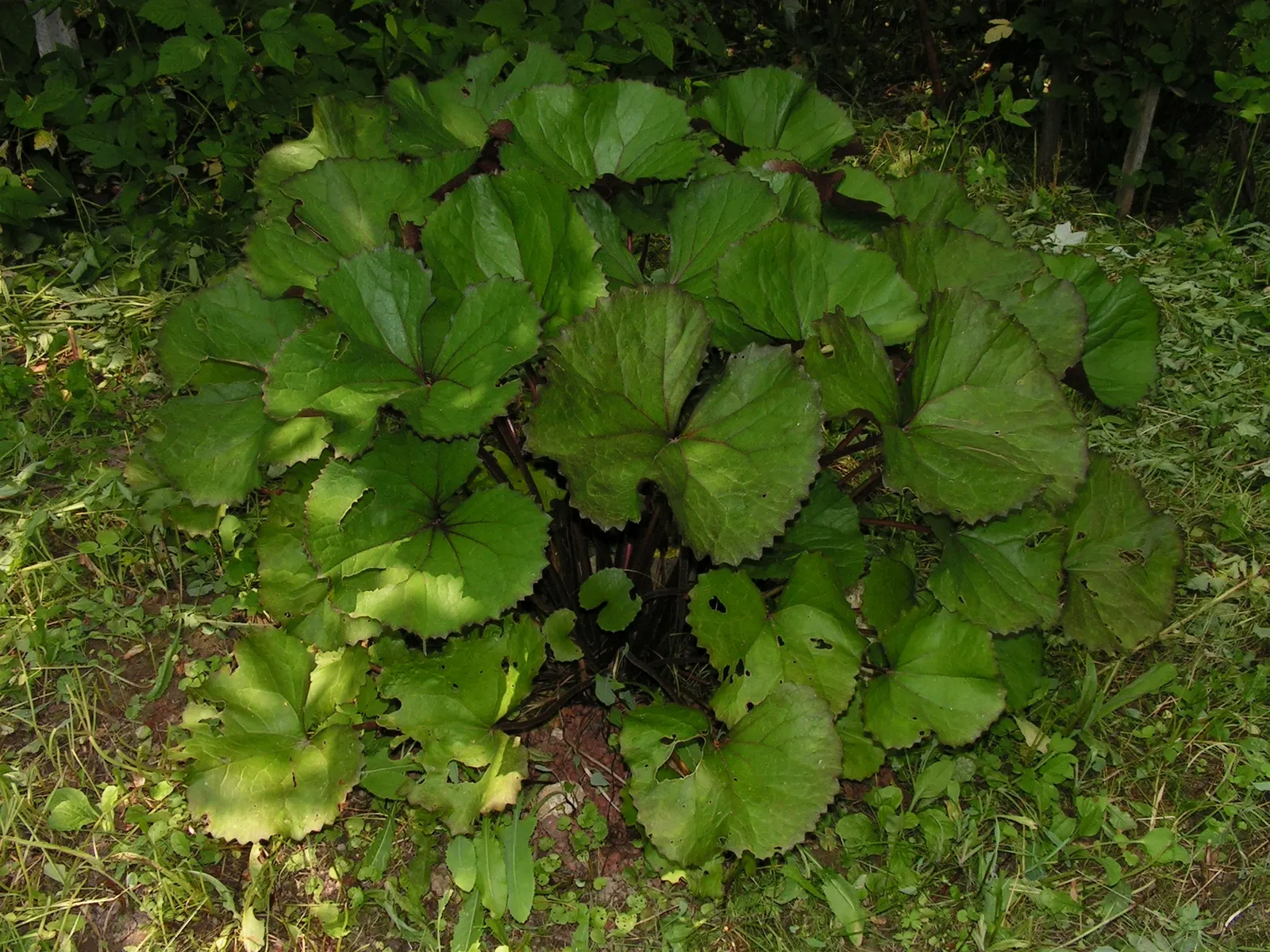 Desdemona Leopard Plant (Ligularia Dentata 'Desdemona') — Preferring partial to full shade, it thrives in consistently moist soil; it is hardy in, image 30