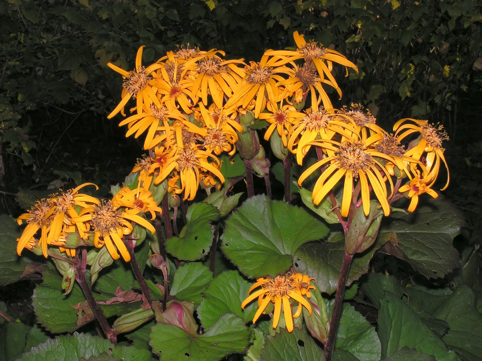 Desdemona Leopard Plant (Ligularia Dentata 'Desdemona') — Hardy in zones 4-8, it's a low-maintenance perennial that attracts pollinators; it's, image 33