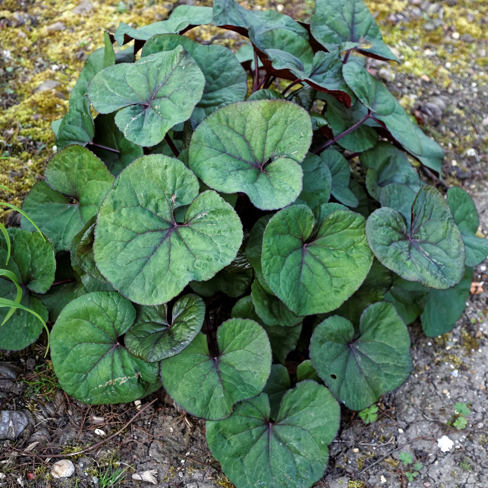 Desdemona Leopard Plant (Ligularia Dentata 'Desdemona') — The broad leaves can reach up to 10-12 inches in width; it is hardy in USDA zones 4, image 36