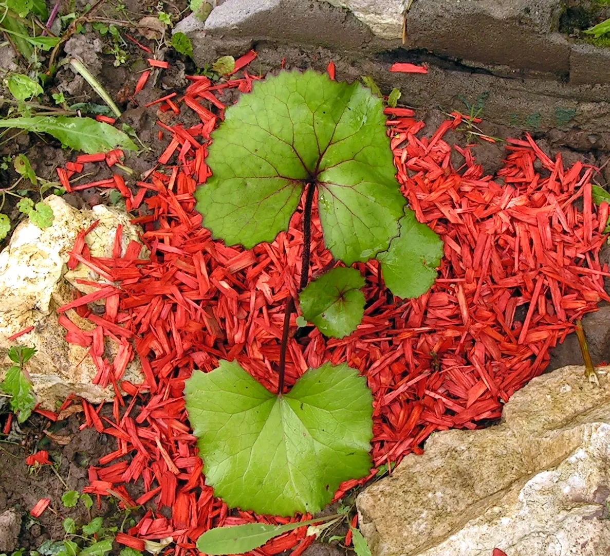 Desdemona Leopard Plant (Ligularia Dentata 'Desdemona') — The broad leaves can reach up to 10-12 inches in width; it is hardy in USDA zones 4 through 8 and is