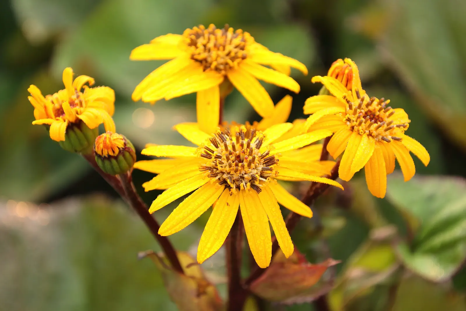 Desdemona Leopard Plant (Ligularia Dentata 'Desdemona') — It is hardy in USDA zones 4 through 8 and is remarkably resistant to pests and diseases; it's ideal
