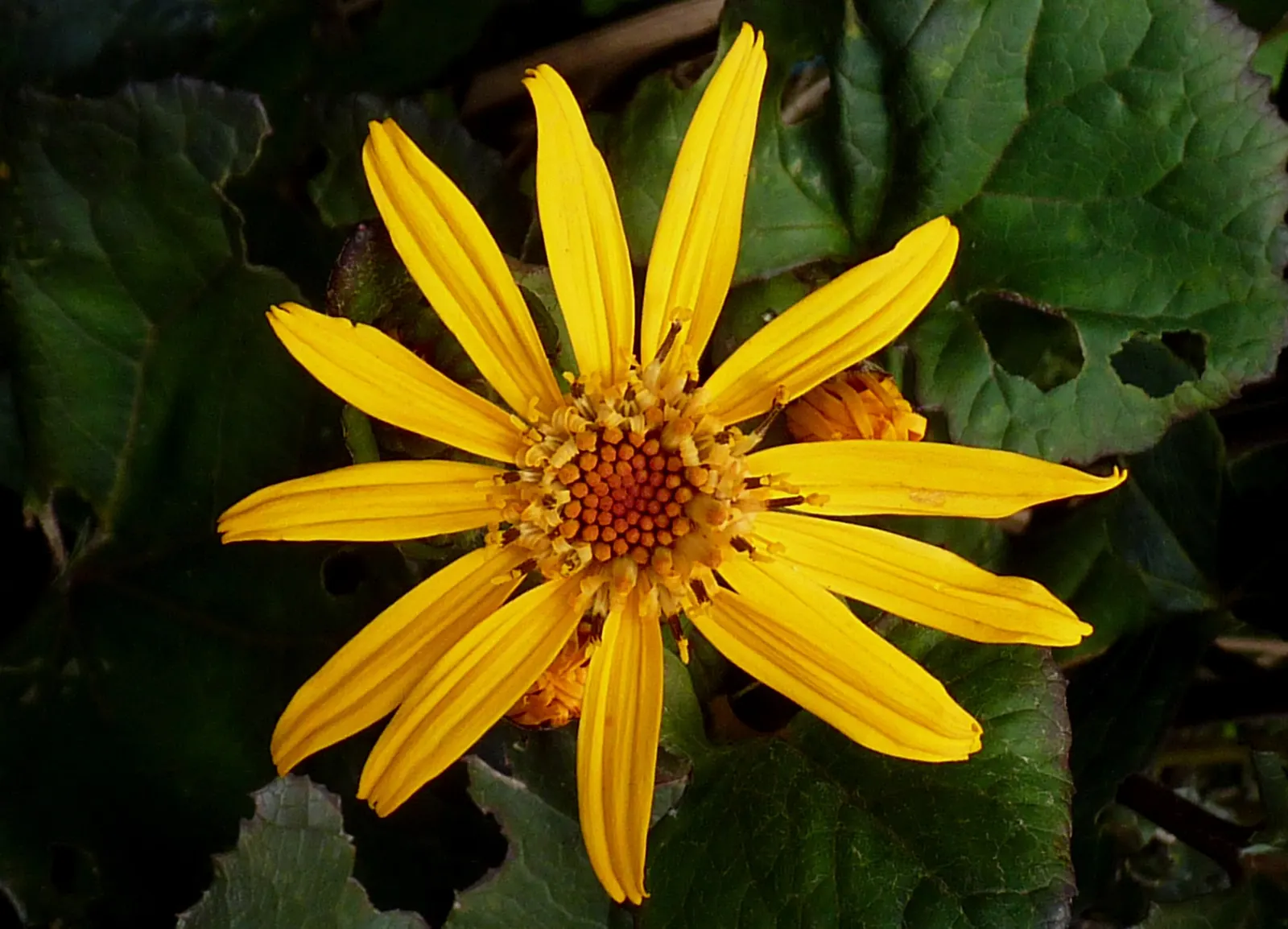 Desdemona Leopard Plant (Ligularia Dentata 'Desdemona') — Reaching up to 3-4 feet tall with a similar spread; it's ideal for adding bold texture and vibrant