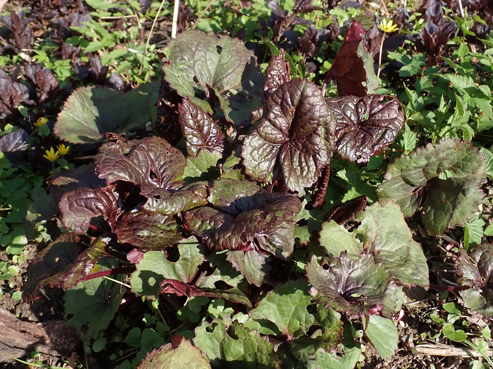 Desdemona Leopard Plant (Ligularia Dentata 'Desdemona') — perennial for shade; it is hardy in USDA zones 4 through 8 and is remarkably resistant to pests and
