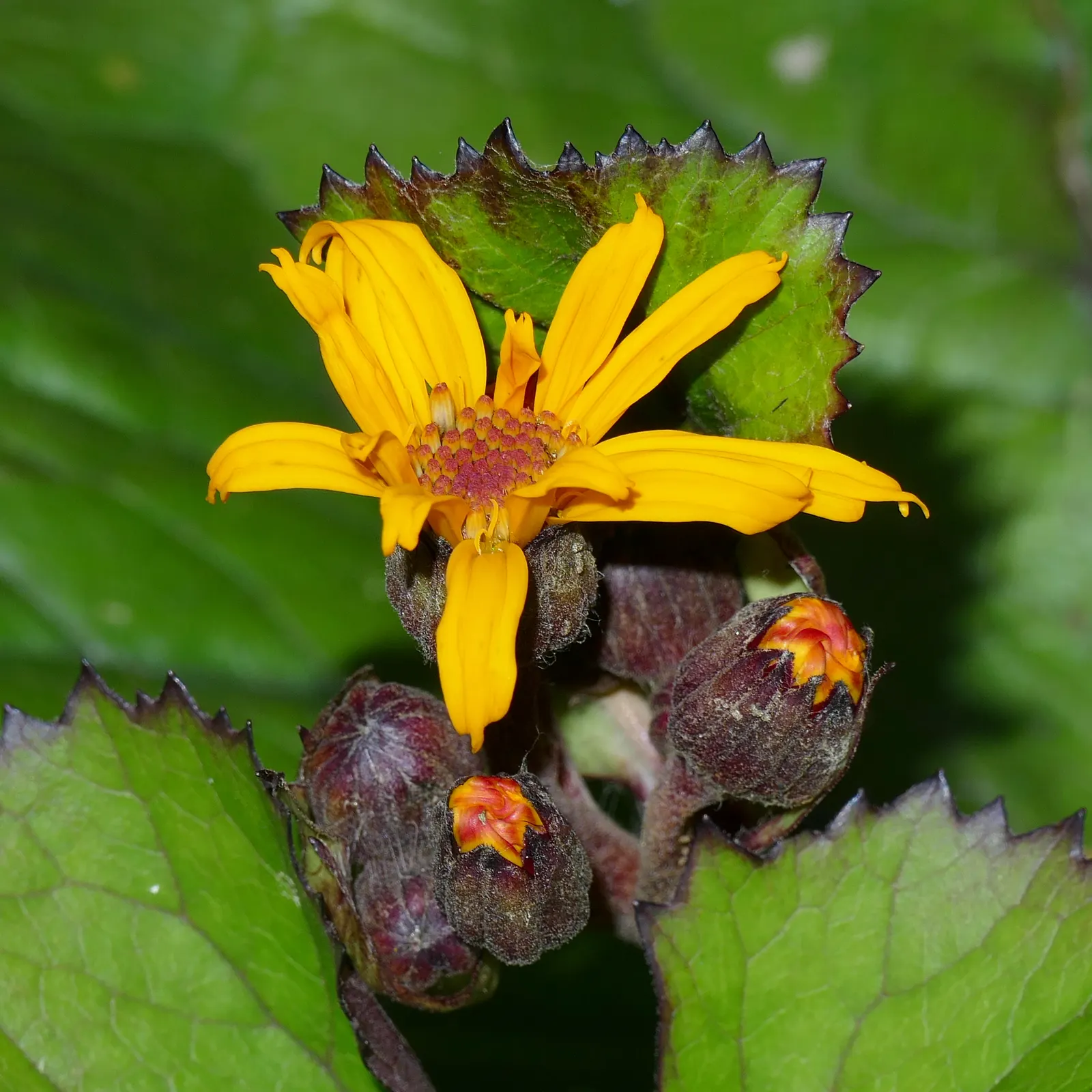 Desdemona Leopard Plant (Ligularia Dentata 'Desdemona') — yellow flowers in the garden; it is hardy in USDA zones 4 through 8 and is remarkably, image 40