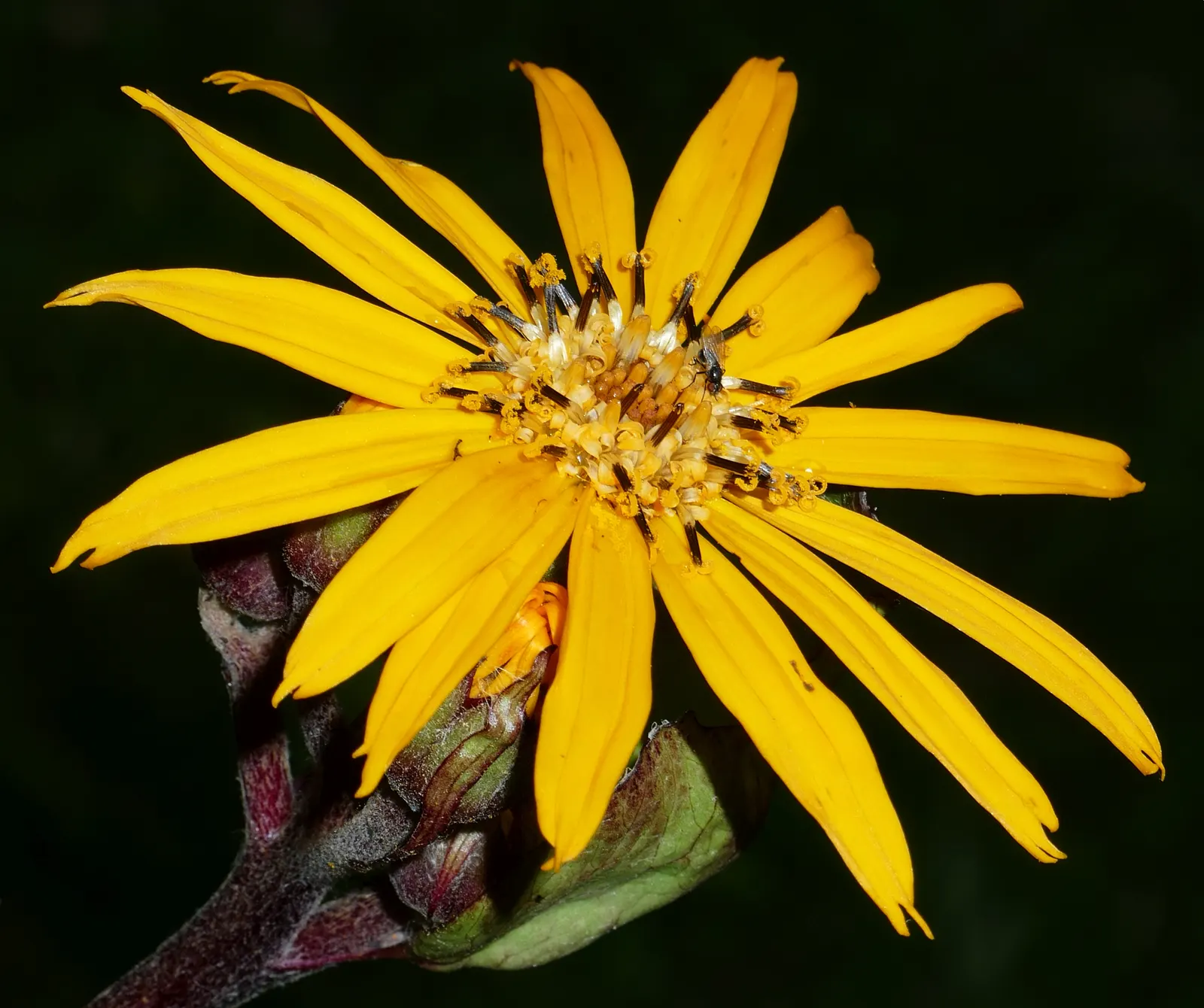 Desdemona Leopard Plant (Ligularia Dentata 'Desdemona') — heart-shaped maroon-tinged leaves beneath towering golden-orange; it's ideal for adding, image 43