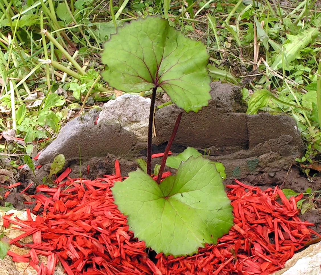 Desdemona Leopard Plant (Ligularia Dentata 'Desdemona') — These clusters demand attention and attract pollinators such as bees and butterflies; it, image 38