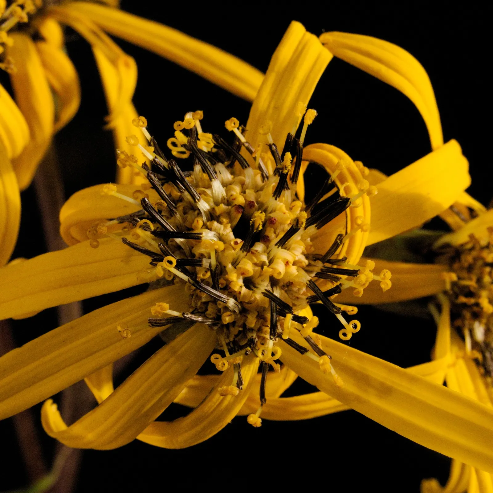 Desdemona Leopard Plant (Ligularia Dentata 'Desdemona') — It is hardy in USDA zones 4 through 8 and is remarkably resistant to pests and diseases, image 39