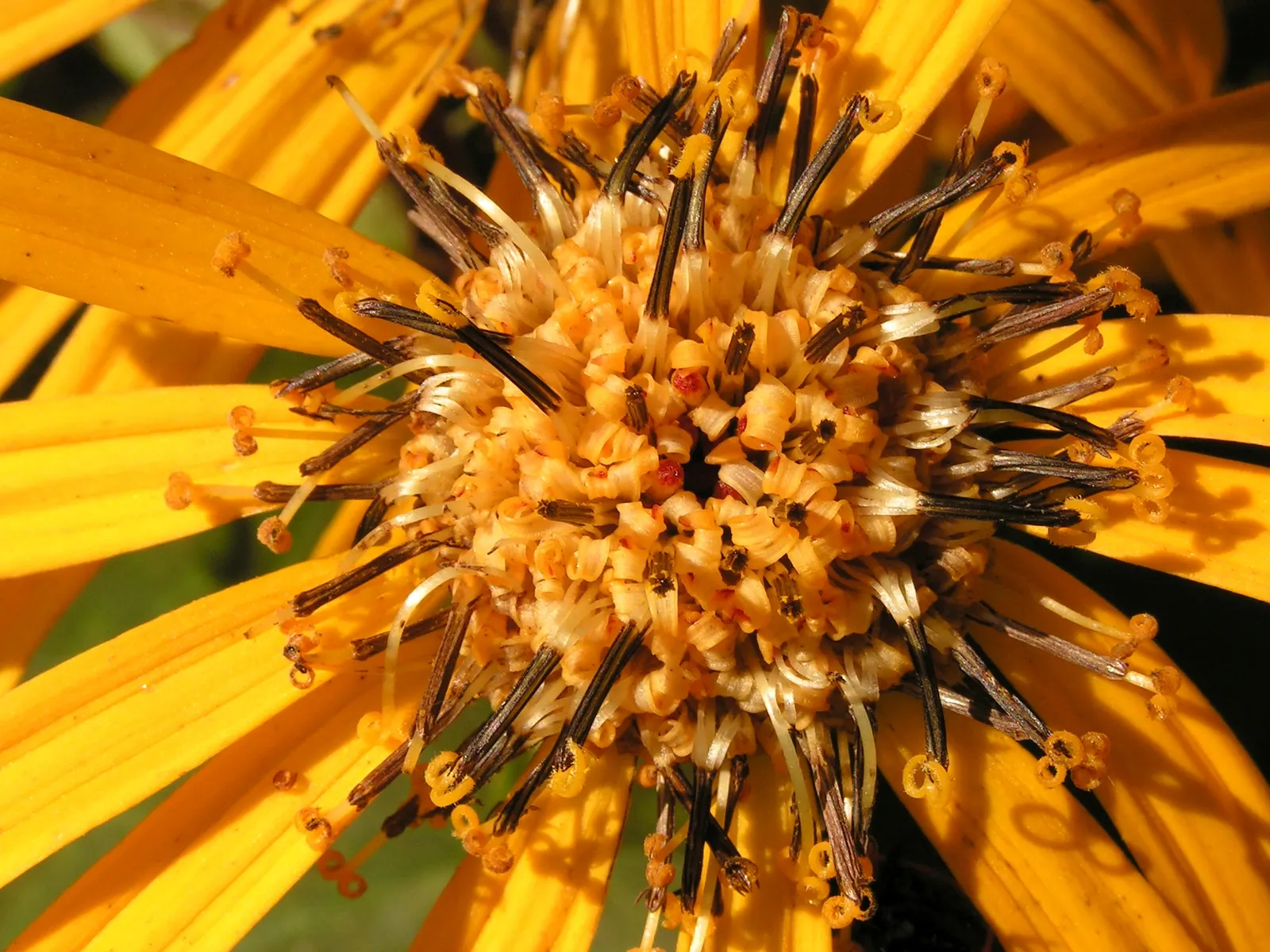 Desdemona Leopard Plant (Ligularia Dentata 'Desdemona') — commonly known as Desdemona Leopard Plant