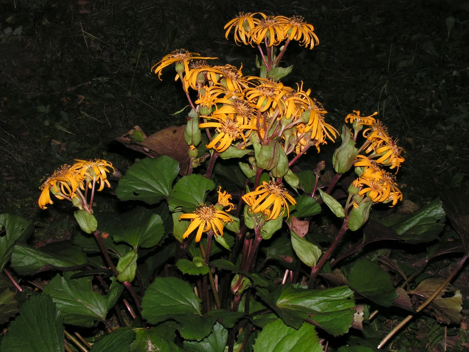 Desdemona Leopard Plant (Ligularia Dentata 'Desdemona') — Preferring partial to full shade, it thrives in consistently moist soil; it is hardy in USDA zones 4