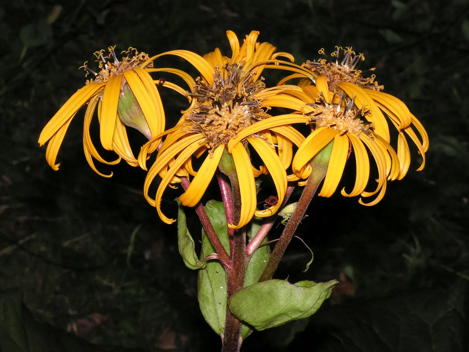 Desdemona Leopard Plant (Ligularia Dentata 'Desdemona') — erect flower spikes that can soar up to 3-4 feet; it's ideal for adding bold texture and vibrant
