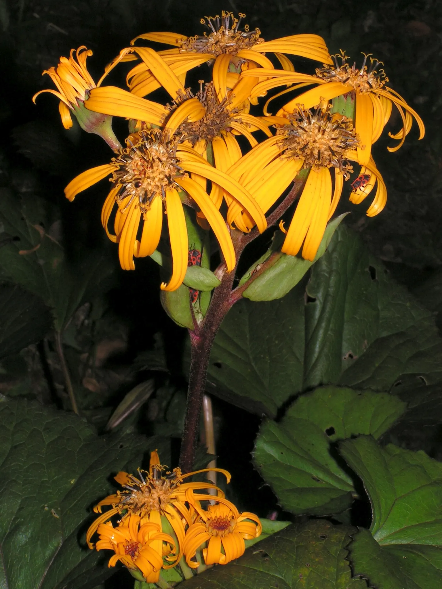 Desdemona Leopard Plant (Ligularia Dentata 'Desdemona') — Hardy in zones 4-8, it's a low-maintenance perennial that attracts pollinators