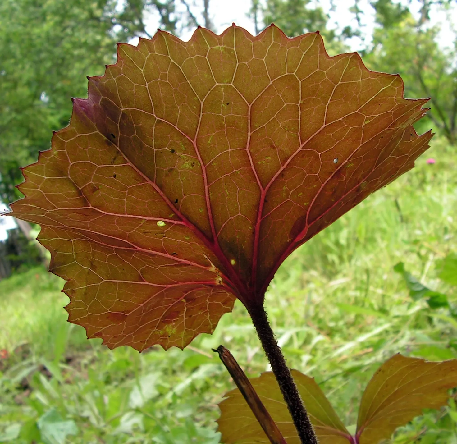 Desdemona Leopard Plant (Ligularia Dentata 'Desdemona') — offers a striking composition to any garden with its unique foliage and vibrant blooms