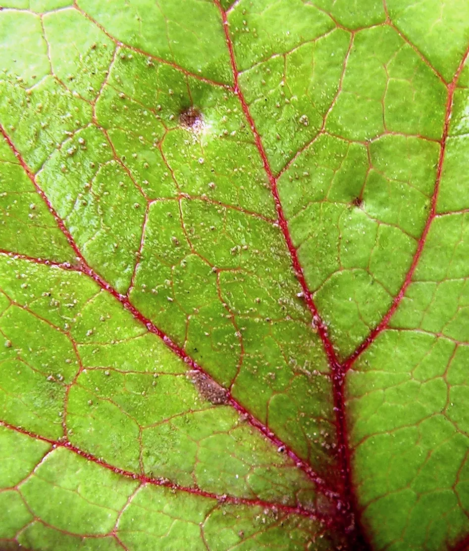 Desdemona Leopard Plant (Ligularia Dentata 'Desdemona') — perennial for shade; it is hardy in USDA zones 4 through 8 and is remarkably resistant to, image 42