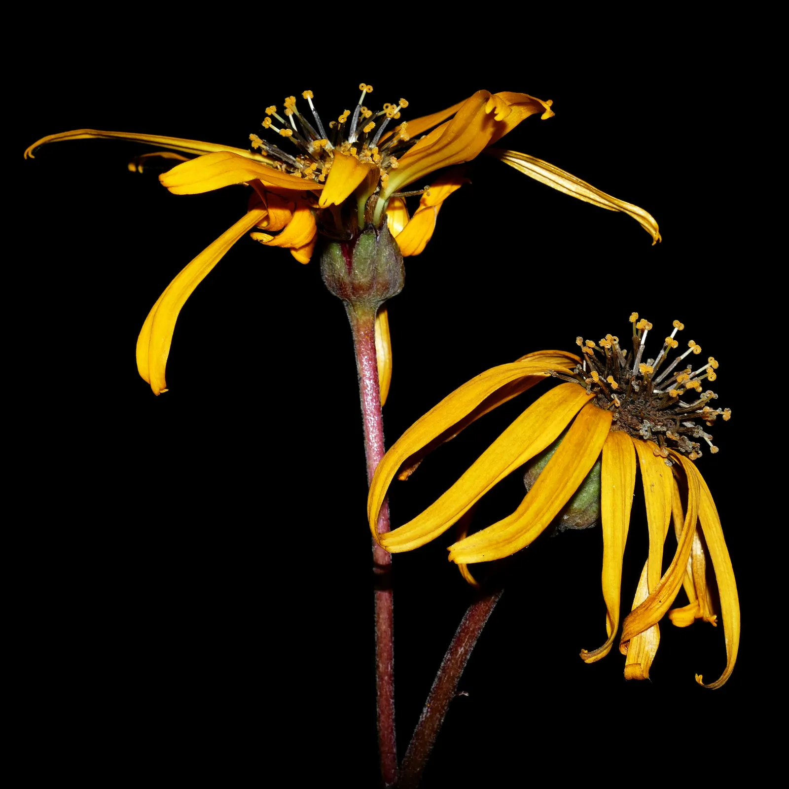 Desdemona Leopard Plant (Ligularia Dentata 'Desdemona') — heart-shaped maroon-tinged leaves beneath towering golden-orange; it's ideal for adding bold texture