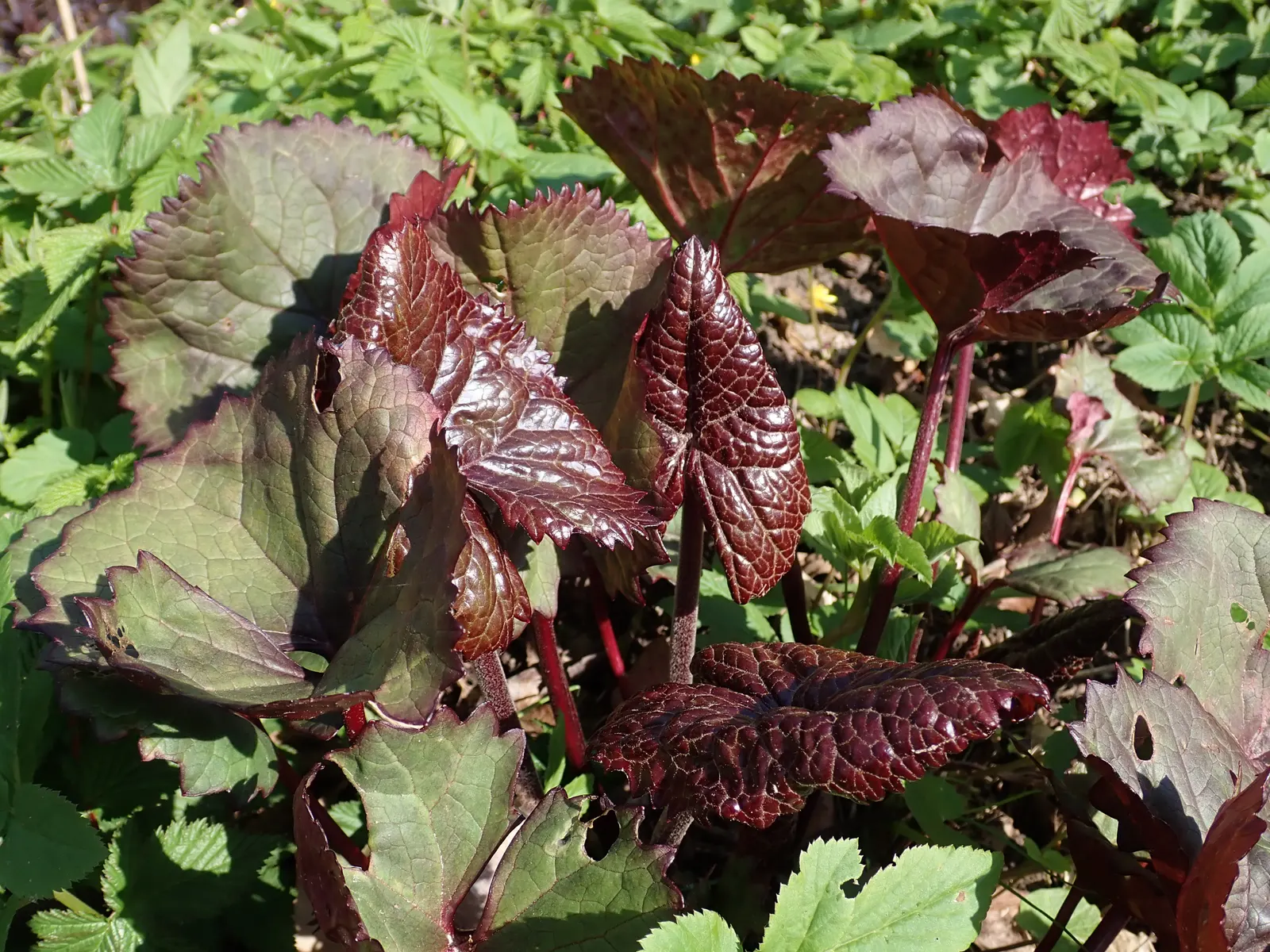 Desdemona Leopard Plant (Ligularia Dentata 'Desdemona') — commonly known as Desdemona Leopard Plant; it is hardy in USDA zones 4 through 8 and is, image 34
