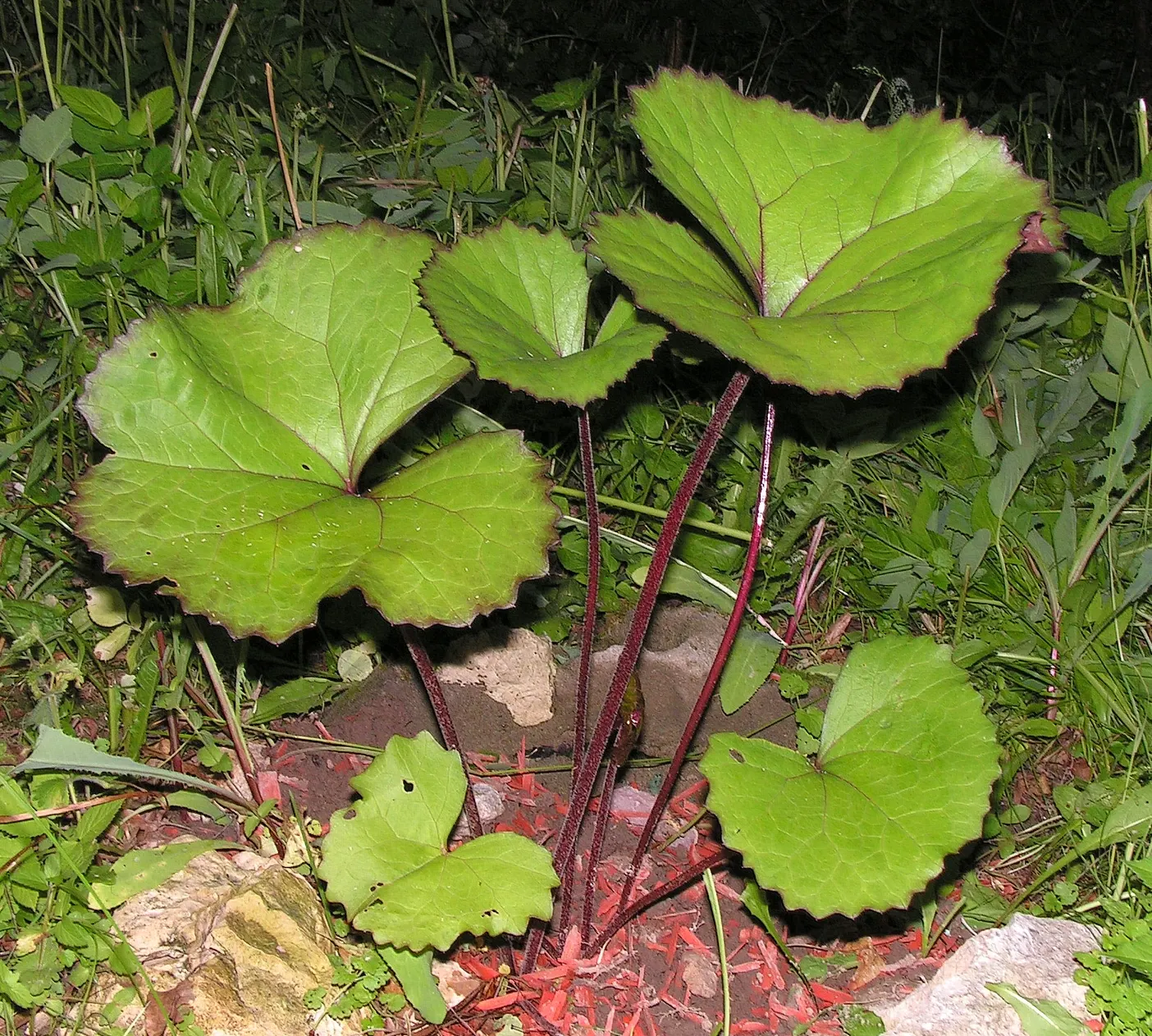 Desdemona Leopard Plant (Ligularia Dentata 'Desdemona') — erect flower spikes that can soar up to 3-4 feet