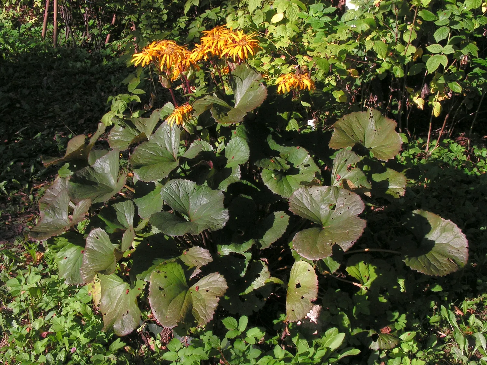 Desdemona Leopard Plant (Ligularia Dentata 'Desdemona') — Preferring partial to full shade, it thrives in consistently moist soil
