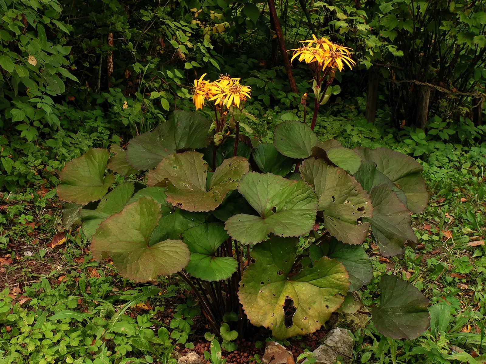 Desdemona Leopard Plant (Ligularia Dentata 'Desdemona') — The broad leaves can reach up to 10-12 inches in width