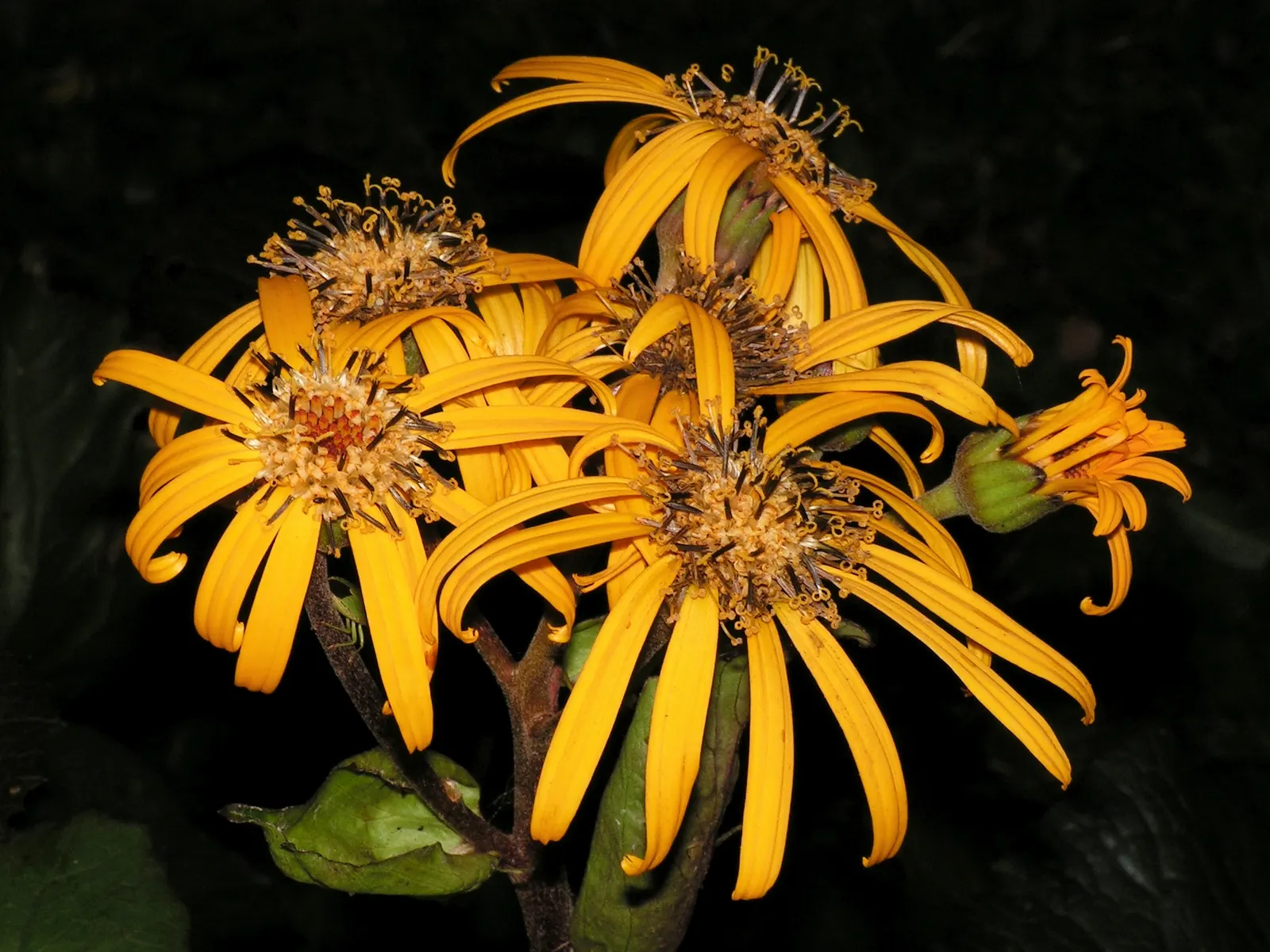 Desdemona Leopard Plant (Ligularia Dentata 'Desdemona') — it's ideal for adding bold texture and vibrant color to woodland gardens or damp; it is hardy in USDA
