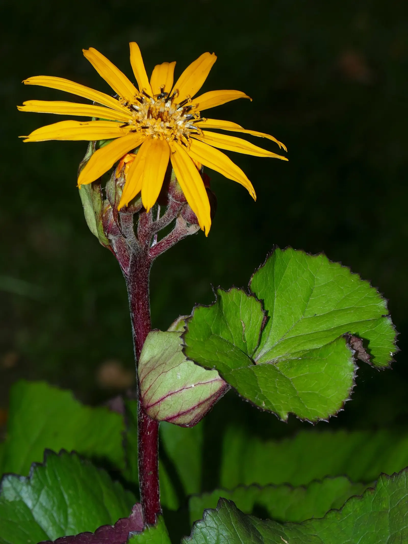 Desdemona Leopard Plant (Ligularia Dentata 'Desdemona') — heart-shaped maroon-tinged leaves beneath towering golden-orange; it's ideal for adding, image 29
