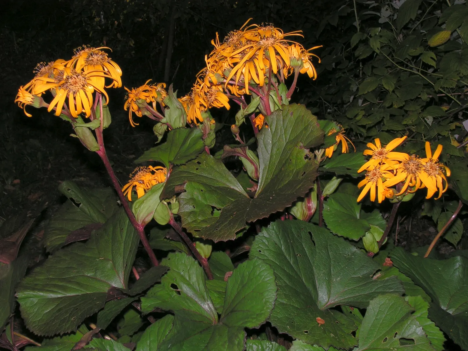 Desdemona Leopard Plant (Ligularia Dentata 'Desdemona') — It is hardy in USDA zones 4 through 8 and is remarkably resistant to pests and diseases