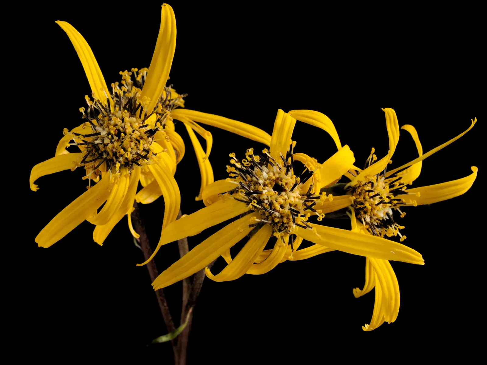 Desdemona Leopard Plant (Ligularia Dentata 'Desdemona') — yellow flowers in the garden
