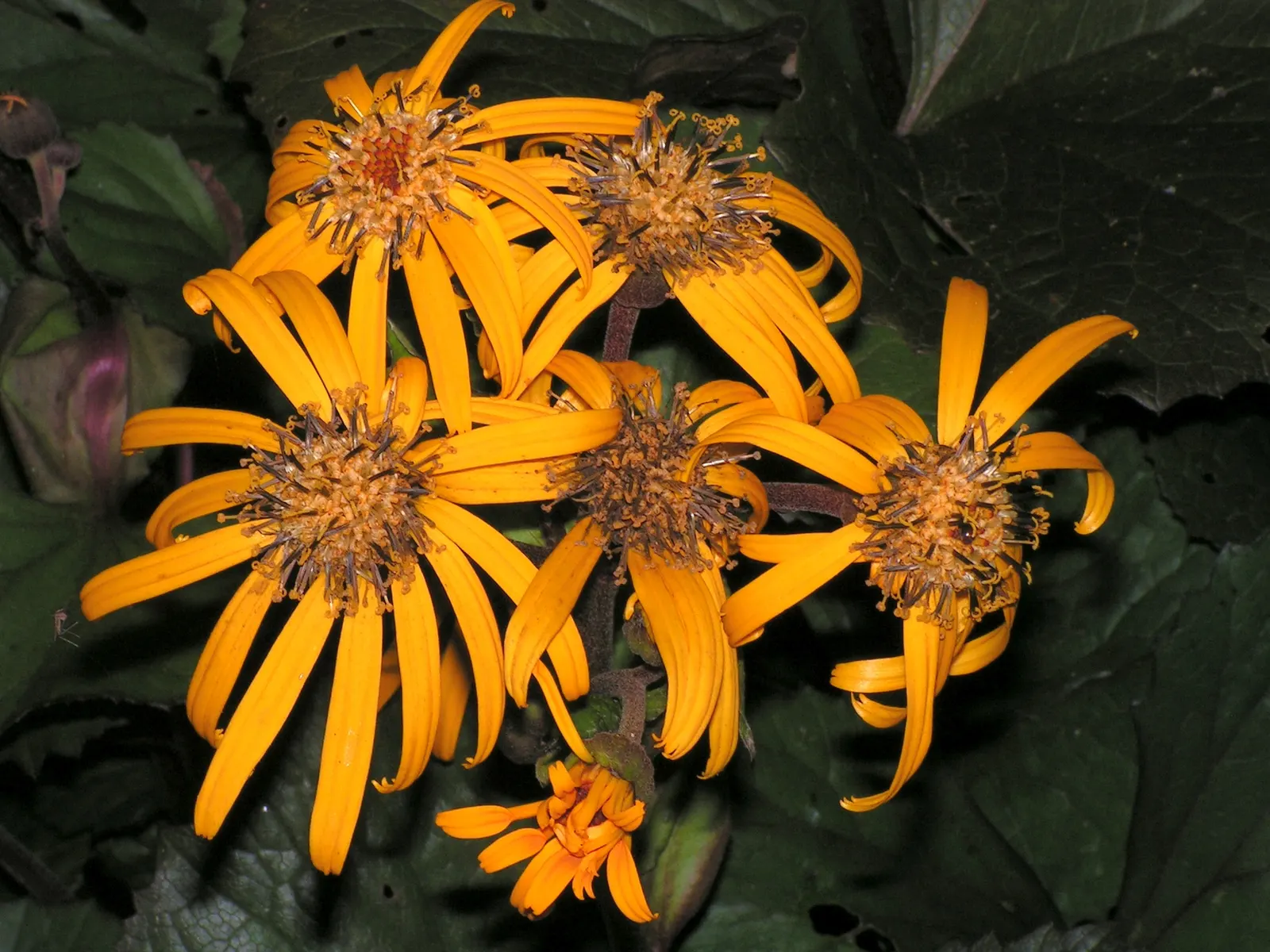 Desdemona Leopard Plant (Ligularia Dentata 'Desdemona') — These clusters demand attention and attract pollinators such as bees and butterflies