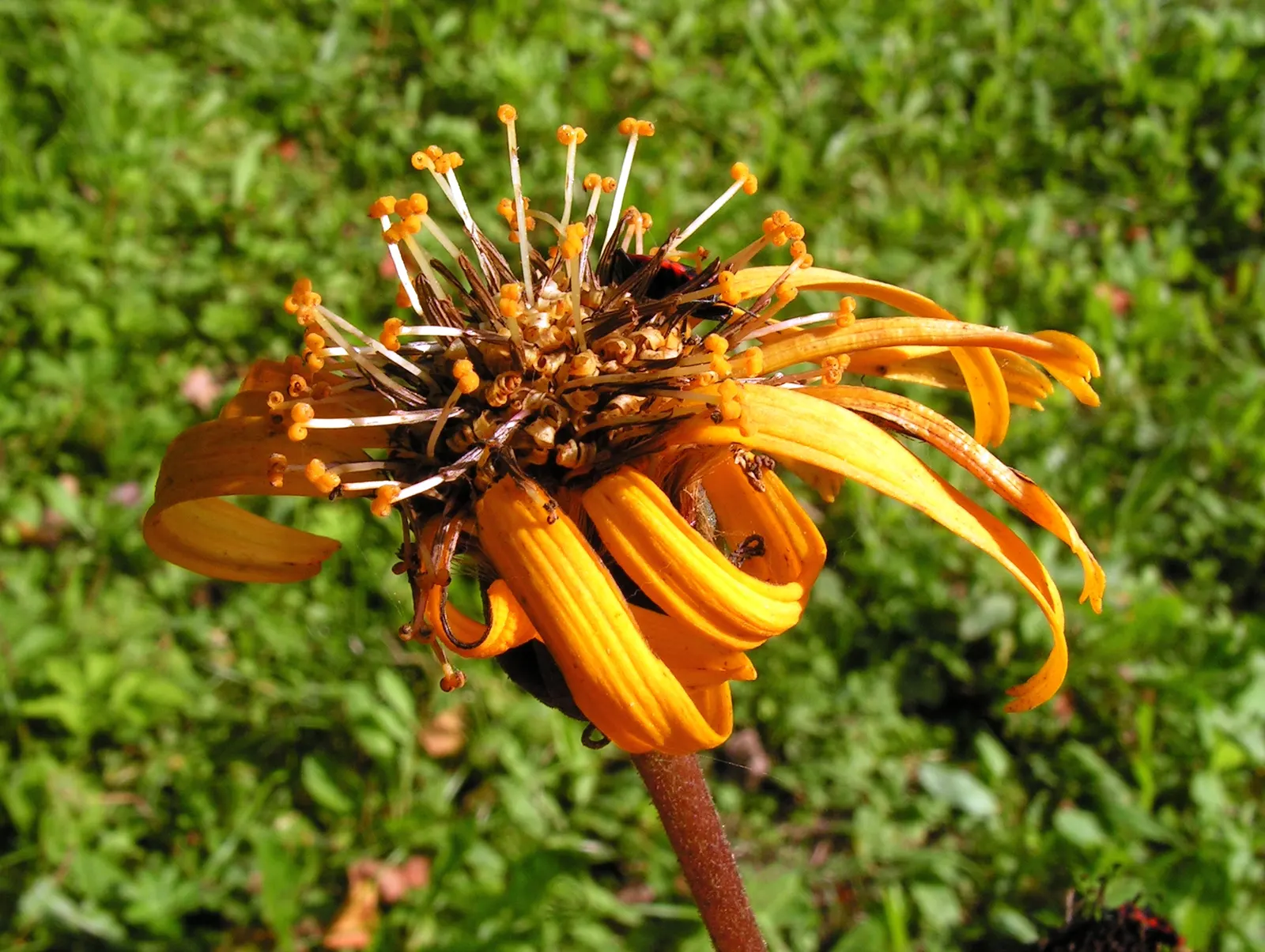 Desdemona Leopard Plant (Ligularia Dentata 'Desdemona') — offers a striking composition to any garden with its unique foliage and vibrant blooms, image 35
