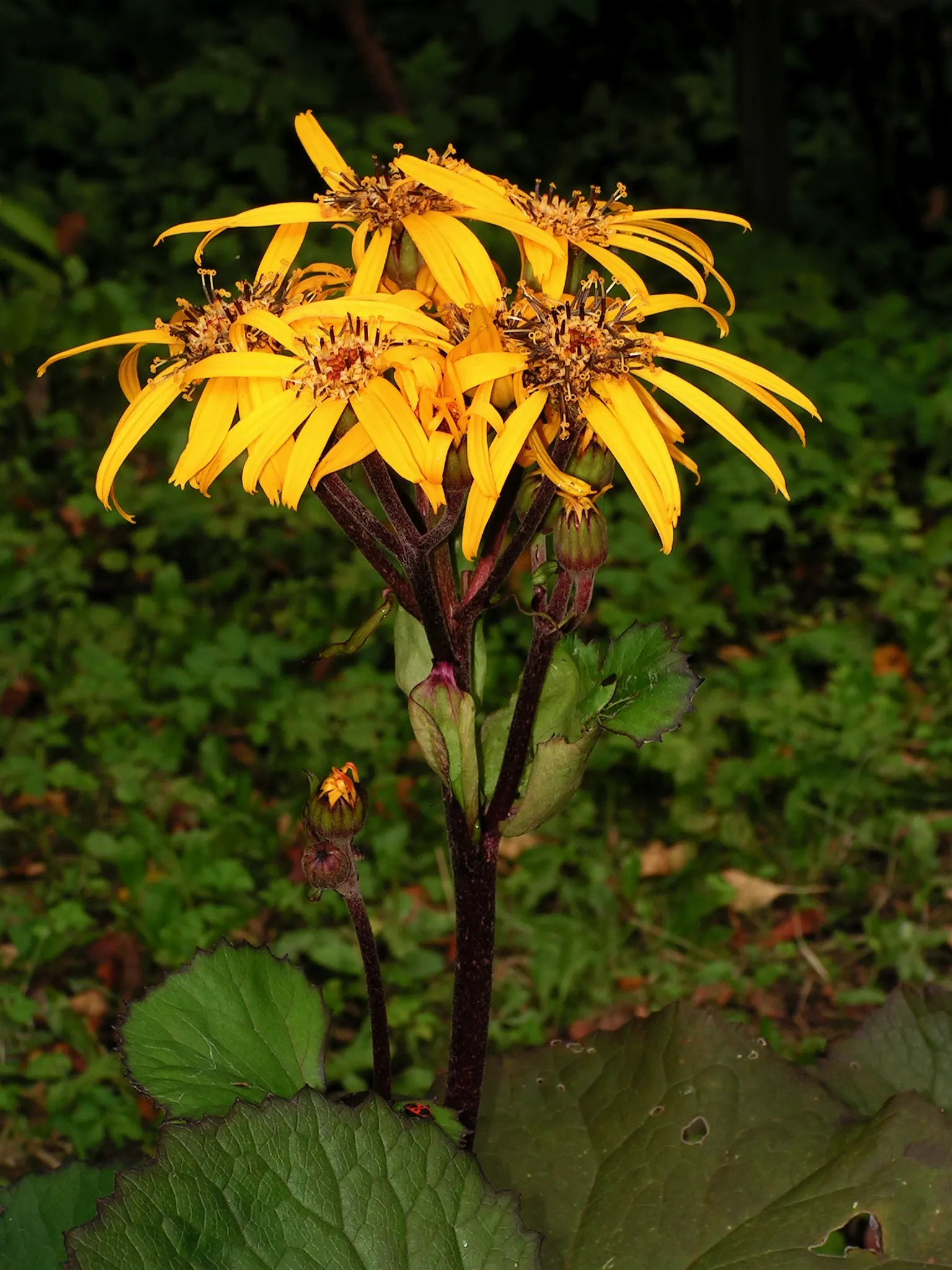 Desdemona Leopard Plant (Ligularia Dentata 'Desdemona') — Reaching up to 3-4 feet tall with a similar spread; it's ideal for adding bold texture, image 45