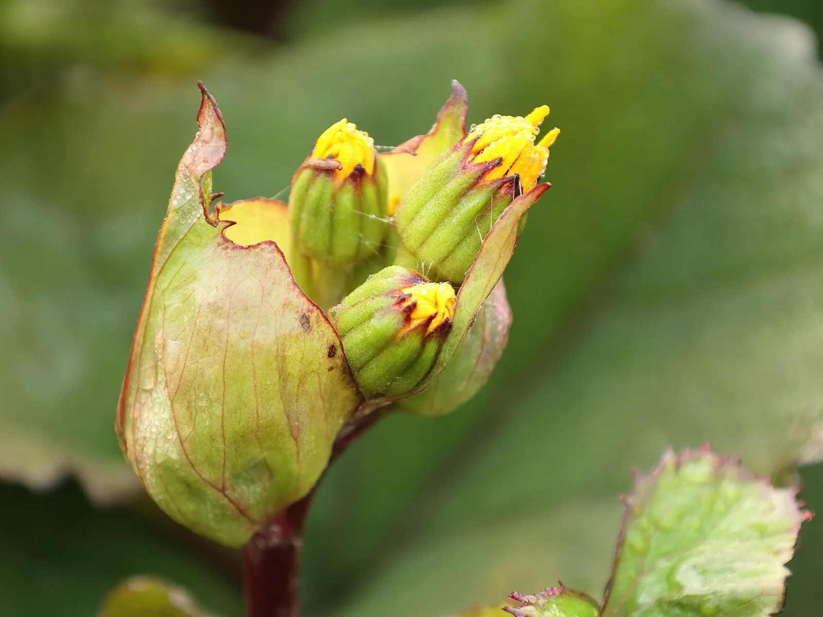 Desdemona Leopard Plant (Ligularia Dentata 'Desdemona') — Reaching up to 3-4 feet tall with a similar spread; it's ideal for adding bold texture, image 31