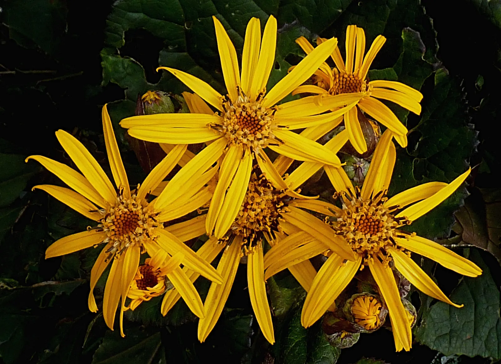 Desdemona Leopard Plant (Ligularia Dentata 'Desdemona') — These clusters demand attention and attract pollinators such as bees and butterflies; it is hardy in