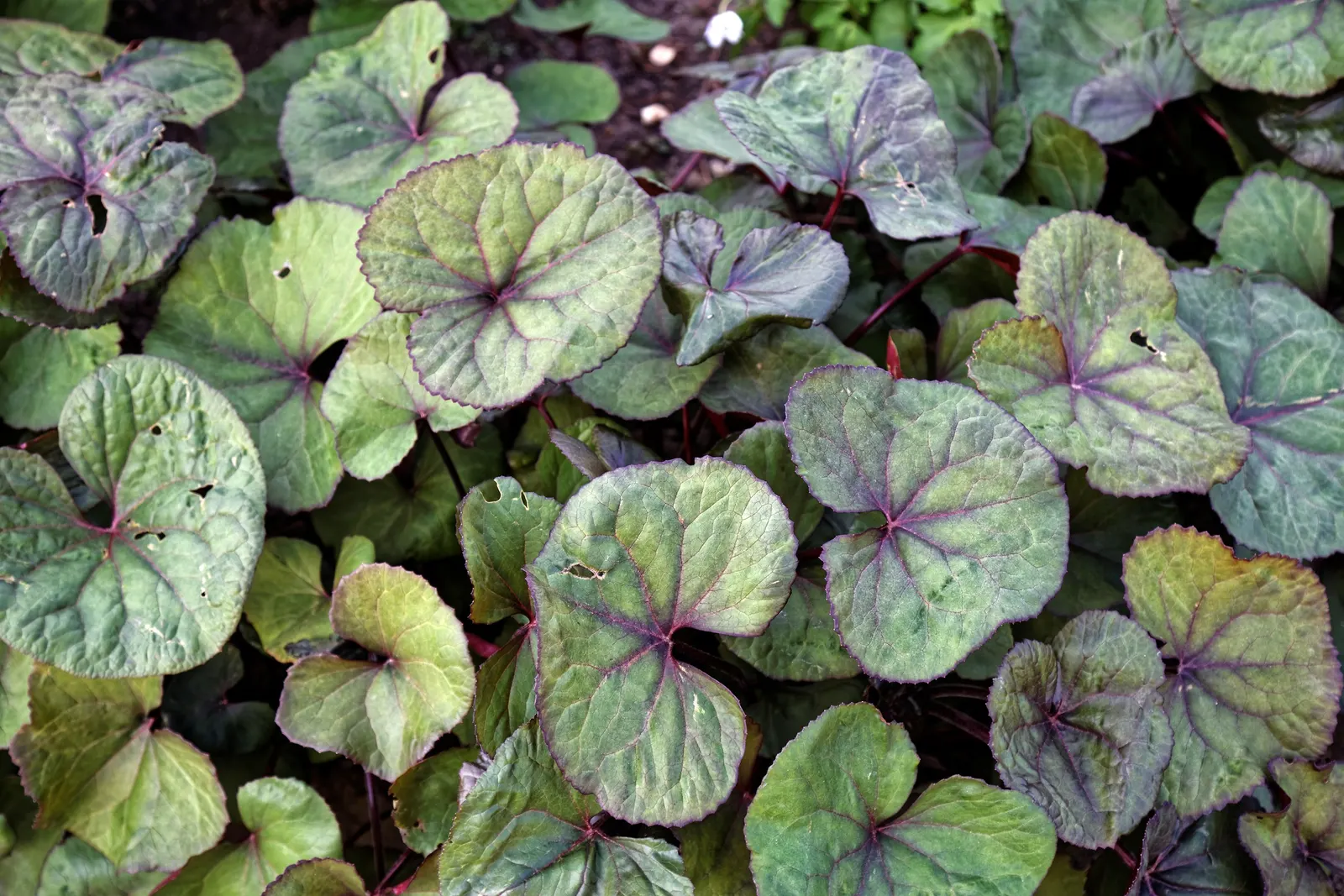 Desdemona Leopard Plant (Ligularia Dentata 'Desdemona') — it's ideal for adding bold texture and vibrant color to woodland gardens or damp; it is, image 32