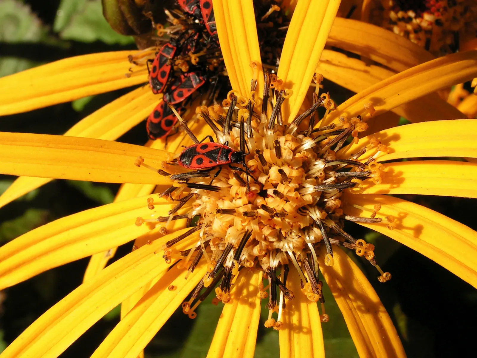 Desdemona Leopard Plant (Ligularia Dentata 'Desdemona') — perennial for shade