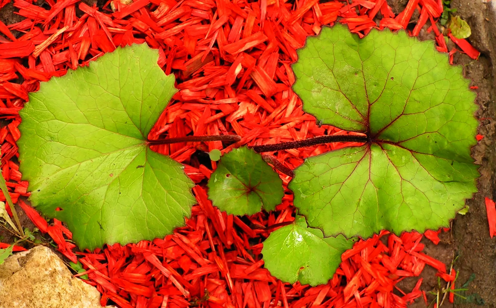 Desdemona Leopard Plant (Ligularia Dentata 'Desdemona') — Hardy in zones 4-8, it's a low-maintenance perennial that attracts pollinators; it's ideal for adding