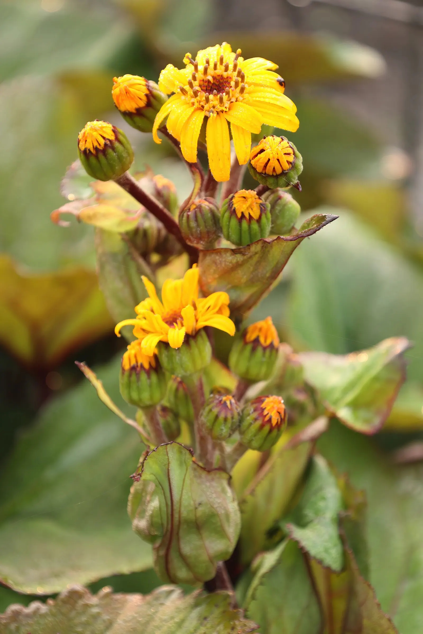 Desdemona Leopard Plant (Ligularia Dentata 'Desdemona') — erect flower spikes that can soar up to 3-4 feet; it's ideal for adding bold texture and, image 37